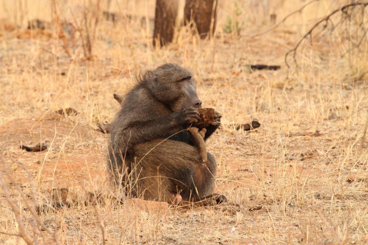 Inzalo Safari Lodge Заповедник Велгевонден Экстерьер фото