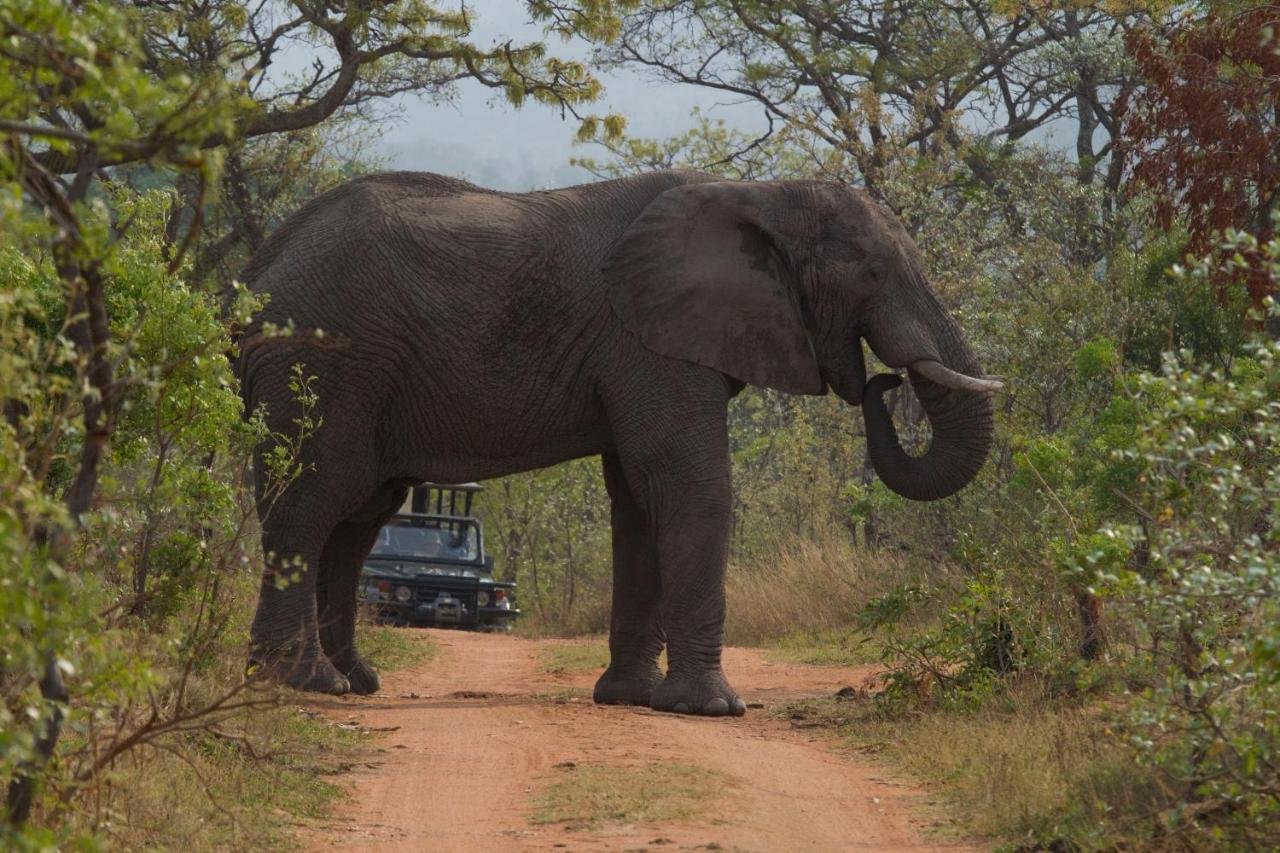 Inzalo Safari Lodge Заповедник Велгевонден Экстерьер фото